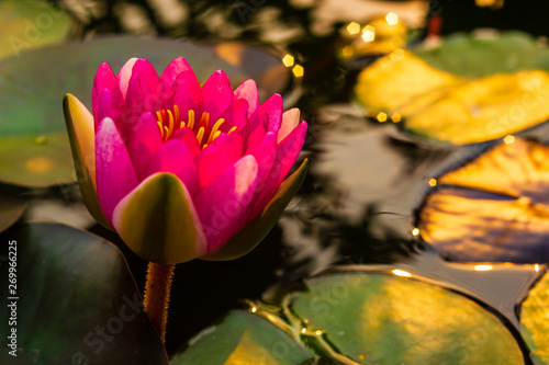 beautiful lotus flower Ellisiana or Tubtim Siam Water Lily blooming on pond photo