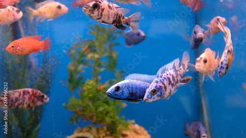 exotic colorful fish in the aquarium