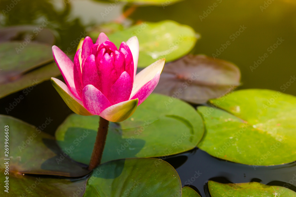 beautiful lotus flower Ellisiana or Tubtim Siam Water Lily blooming on pond beautiful lotus flower Ellisiana or Tubtim Siam Water Lily blooming on pond