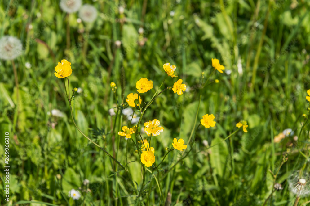 Green field with yellow flowers and blue sky. Panoramic view to grass on the hill on sunny spring day