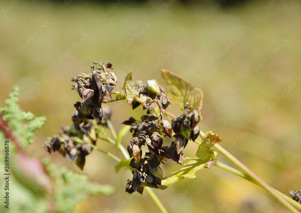 Fototapeta premium 収穫前のソバの果実