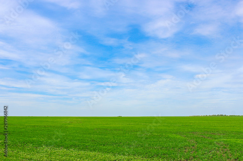 Endless green field in spring