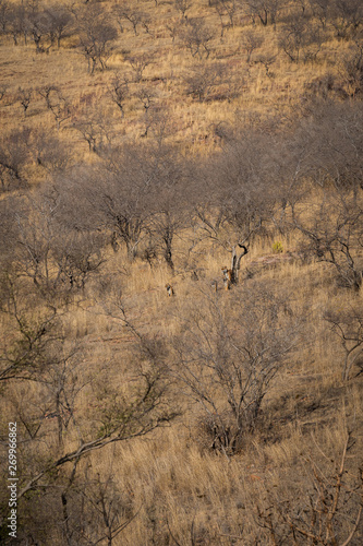 Habitat image with a female tiger and her three new cubs at Ranthambore National Park. A beautiful tigress Noor and her three cubs are in search for prey at dry hill during hot summer at Ranthambore photo