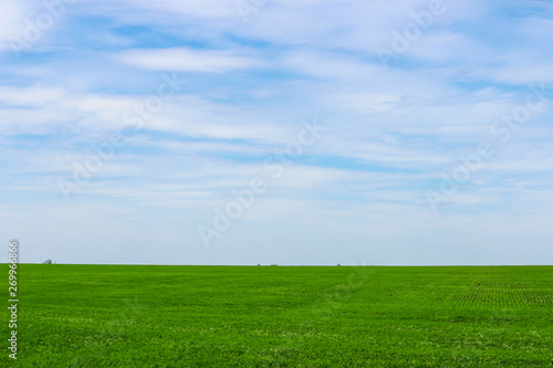 Endless green field in spring