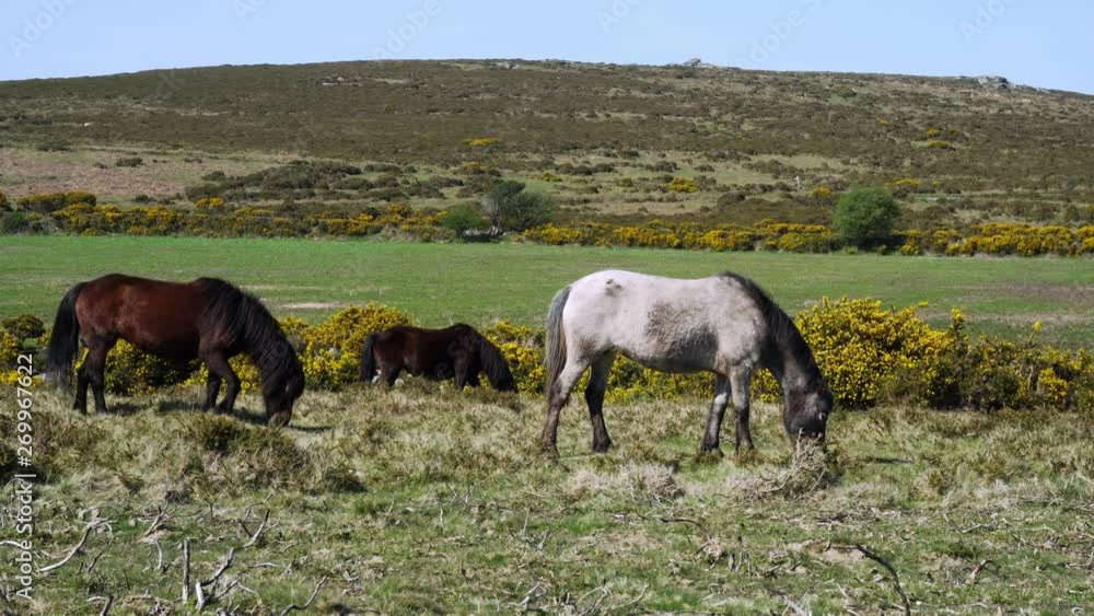 Peaceful grazing Dartmoor Ponies near Sharp Tor in rugged Devon countryside, England, UK Peaceful grazing Dartmoor Ponies near Sharp Tor in rugged Devon countryside, England, UK