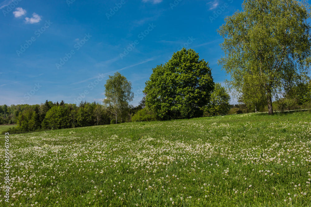 Green field with yellow flowers and blue sky. Panoramic view to grass on the hill on sunny spring day Green field with yellow flowers and blue sky. Panoramic view to grass on the hill on sunny spring day
