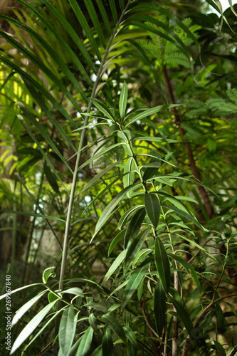 Different green plants in the greenhouse