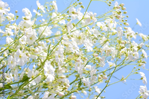 可愛い小花、白い花、カスミソウ、家庭園芸イメージ素材、青空