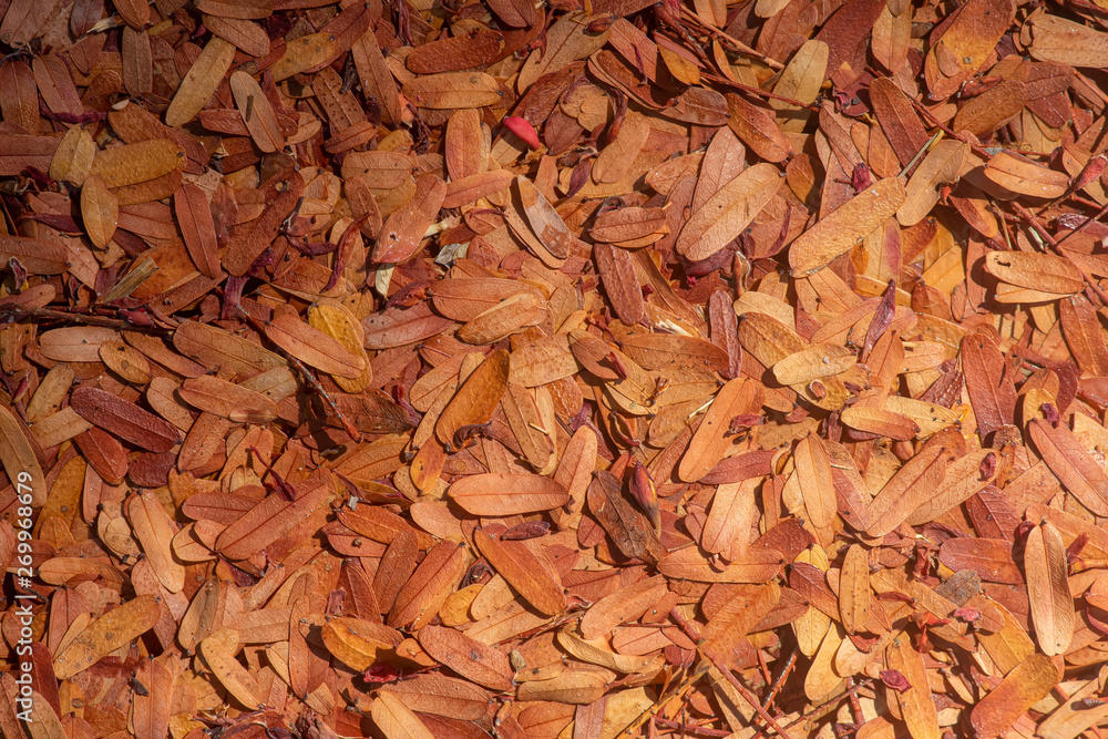 Dry leaves of tamarind tree on ground.
