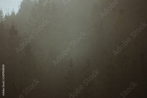 Misty landscape with forest in vintage style