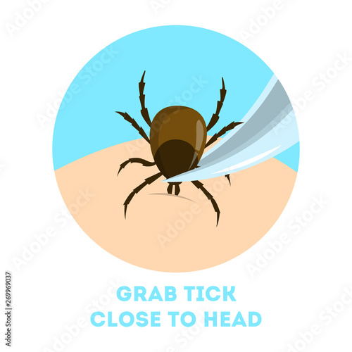 How to remove a mite insect. Brown parasite, risk of encephalitis