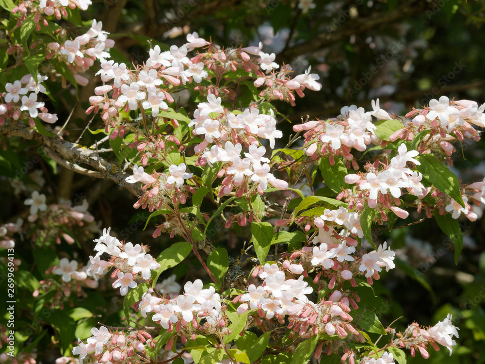 Kolkwitzia amabilis. Floraison printanière du buisson de beauté doré, arbuste ornemental aux branches arquées garnies de fleurs blanches parfumées, gorgées de jaune