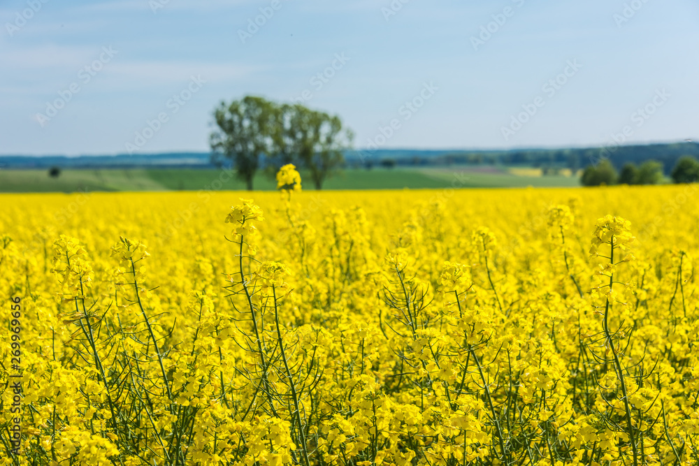 Yellow field with rapeseed. Agricultural crops are watching there. Blue sky, beautiful warm day.