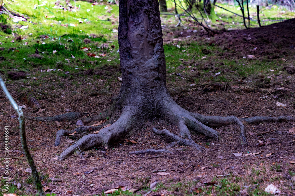 Obraz premium Spring in Hellenthal