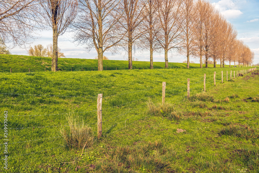 Tall leafless trees and a fence in a long line along a Dutch dike. The photo was taken in the spring season near the village of Hooge Zwaluwe, Drimmelen, North Brabant. Tall leafless trees and a fence in a long line along a Dutch dike. The photo was taken in the spring season near the village of Hooge Zwaluwe, Drimmelen, North Brabant.