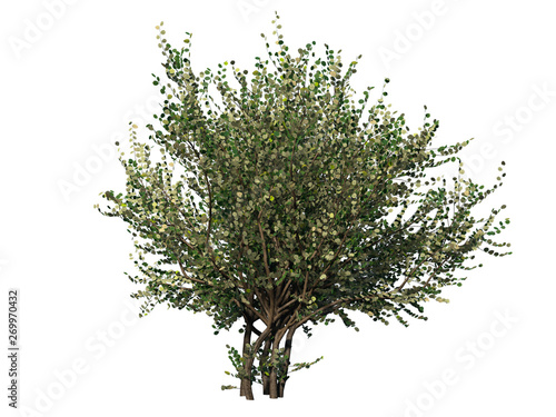 Hazel tree. Isolated on white background. 3D rendering.