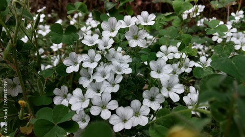 Foto The fragrance of flowers spreads only in the direction of the wind