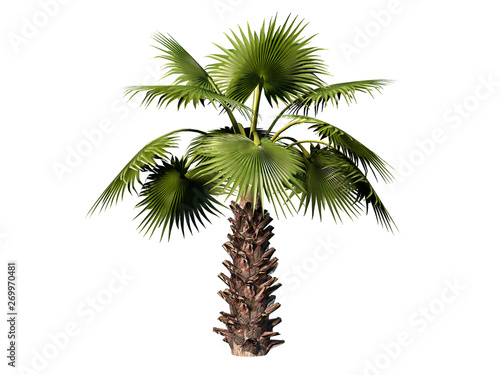 Palm tree. Isolated on whit...