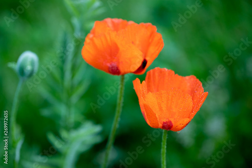 Fresh beautiful red poppies on green field.