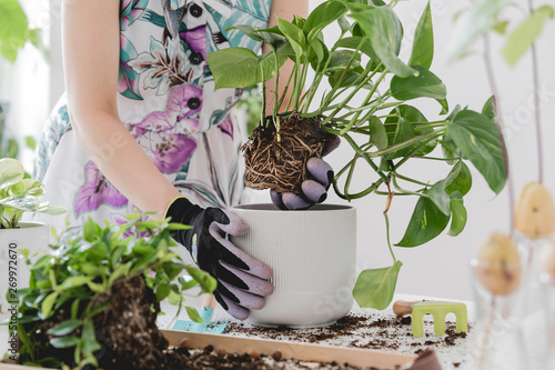 Woman gardeners transplanting plant in ceramic pots on the white wooden table. Concept of home garden. Spring time. Stylish interior with a lot of plants. Taking care of home plants. Template.