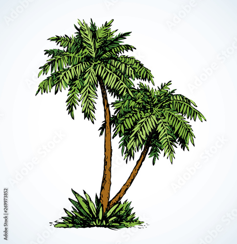 Palm on beach.  Vector drawing