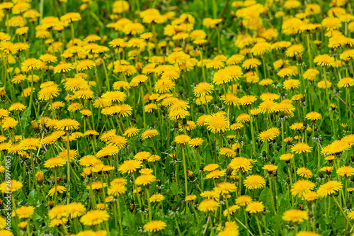Dandelions field. Nature background. Bee on flower. Yellow dandelions with seeds on green lawn.