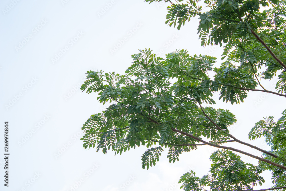 Obraz premium green tree isolated on white background