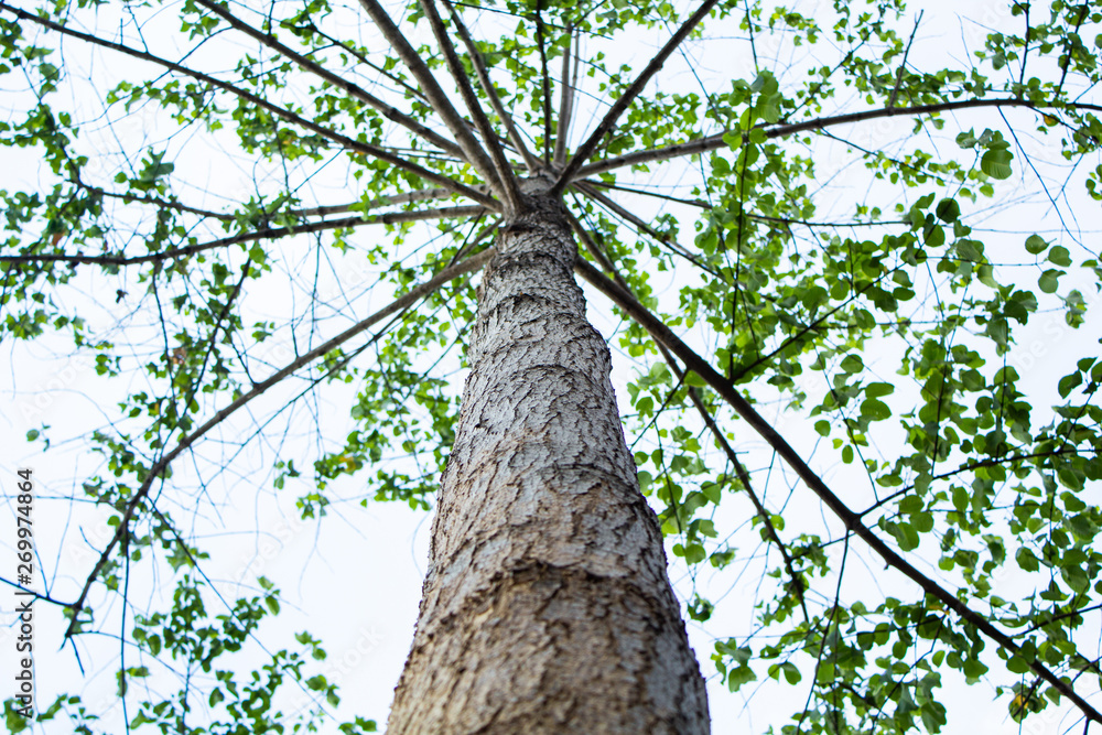 Fototapeta premium tree with green leaves