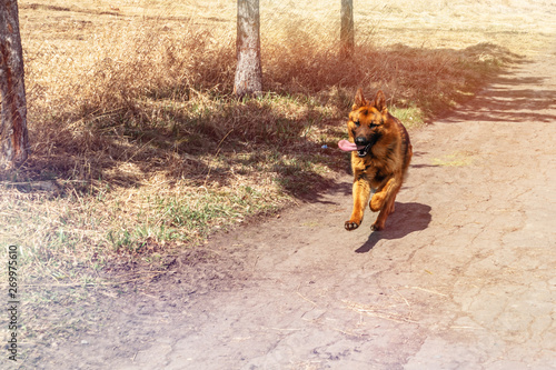 German shepherd runs fast in the Park. dog walk in the Park