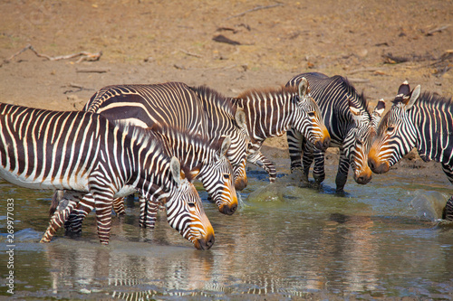 Cape Mountain Zebra National Park, South Africa