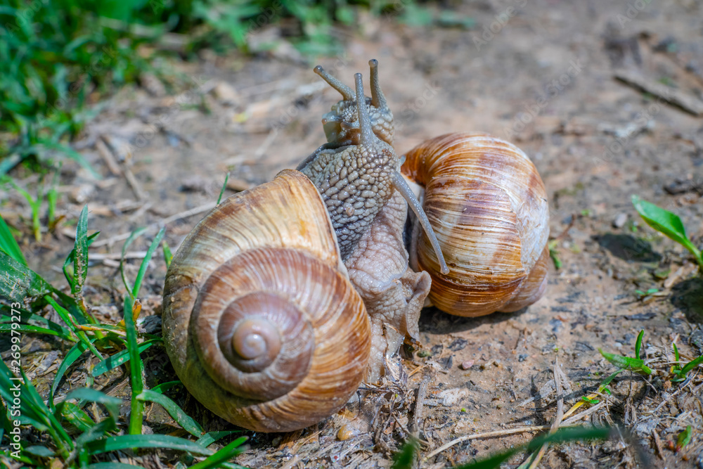 Two snails on the ground among the grass interact with each other. Animal world of nature Two snails on the ground among the grass interact with each other. Animal world of nature