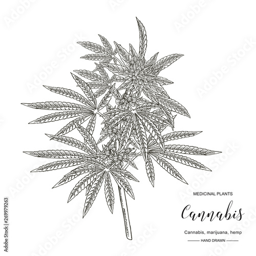 Cannabis sativa or cannabis indica plant. Marijuana leaves and seeds. Medical herbs. Botanical vector illustration.