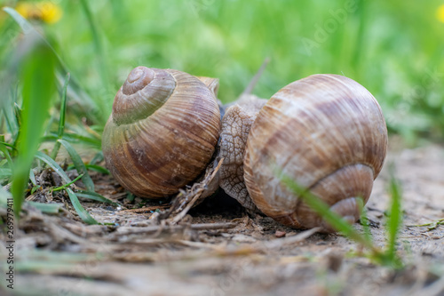 Two snails on the ground among the grass interact with each other. Animal world of nature
