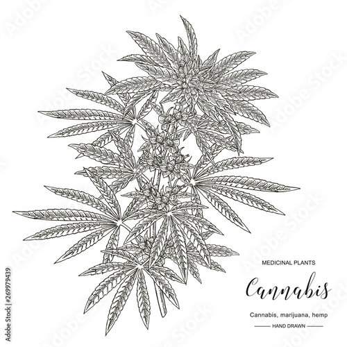 Cannabis sativa or cannabis indica plant. Marijuana leaves and seeds. Medical herbs. Botanical vector illustration.
