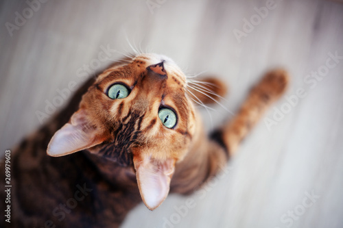 Beautiful red Bengal cat with bright green eyes, sitting on the floor, shot from above
