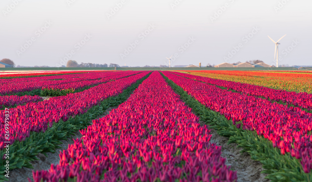 Field of tulips in the Dutch countryside.  Groningen, Holland.