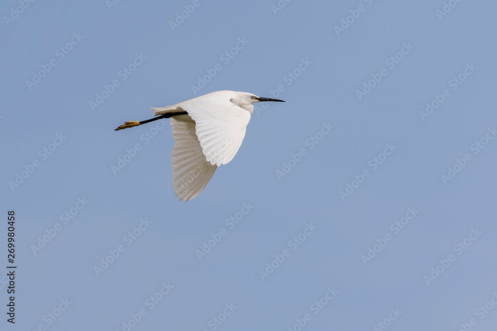 Little egret, egretta garzetta, flying in Camargue, France Little egret, egretta garzetta, flying in Camargue, France