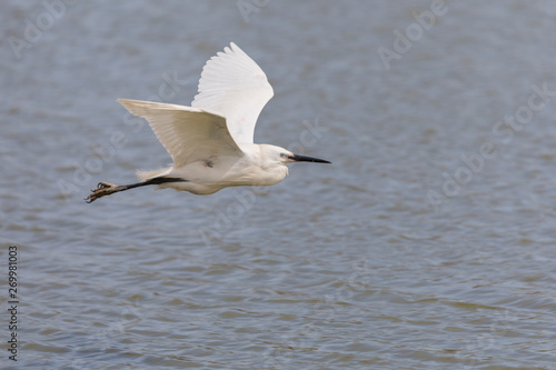 Little egret, egretta garzetta, flying in Camargue, France photo