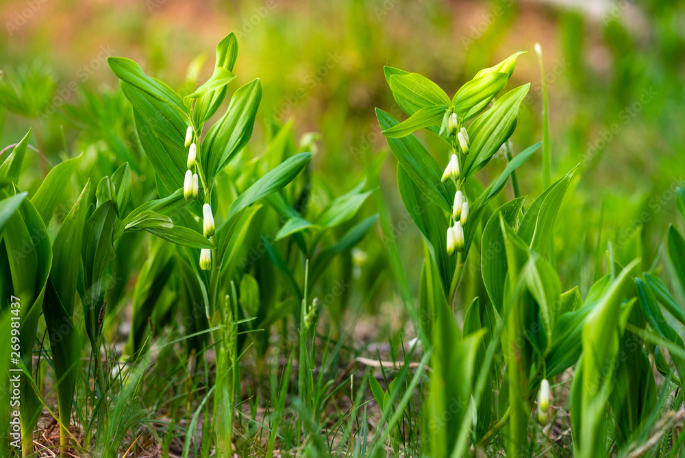 Obraz premium Background. Forest flowers in the form of bells