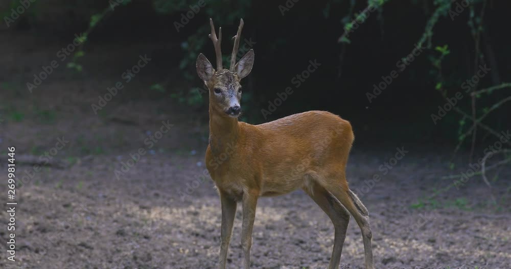Roe buck in the forest, alert about surroundings Roe buck in the forest, alert about surroundings