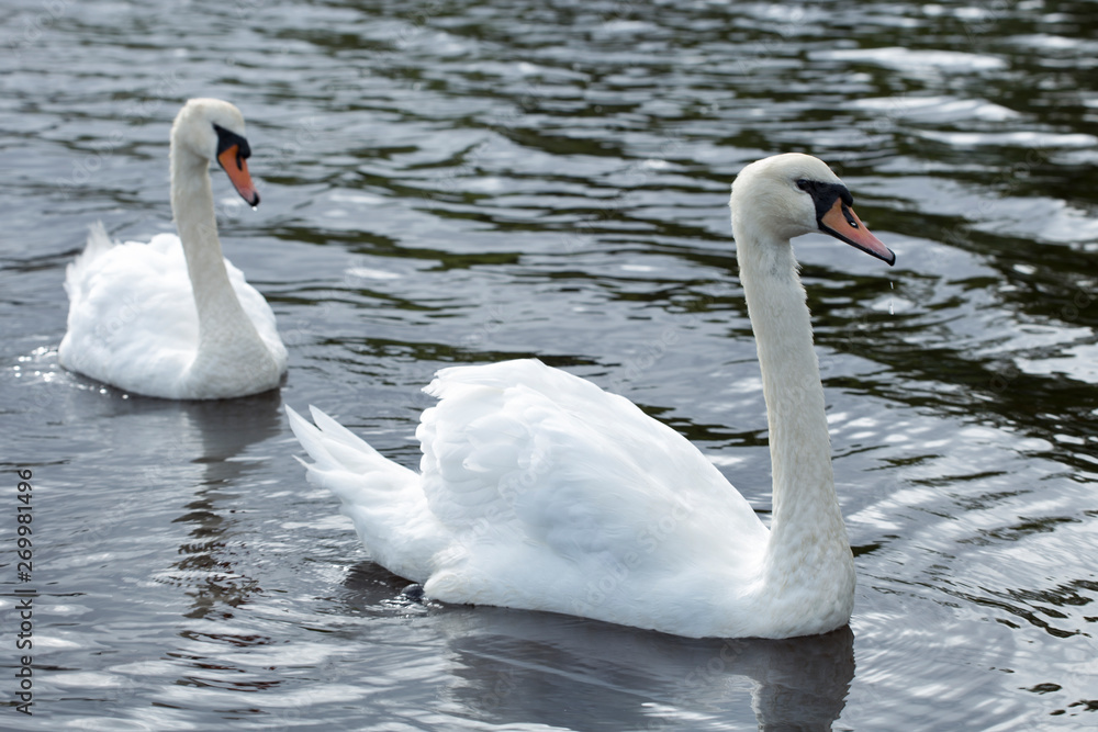 Fototapeta premium Two white swans heart water scene