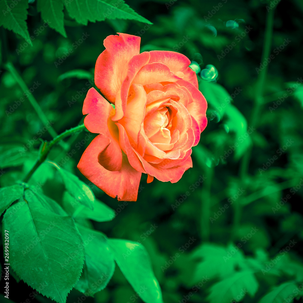 Macro rose with leaf 1