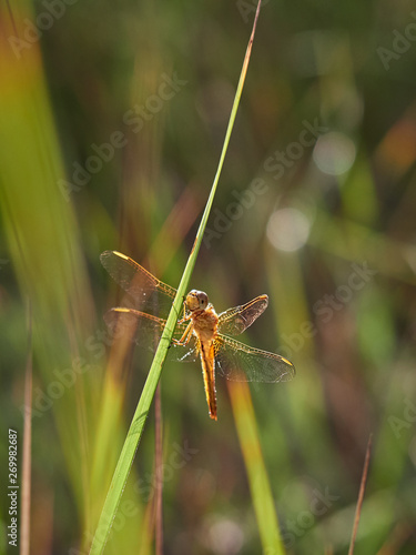 Dragonfly Broad Scarlet (Crocothemis erythraea (Brullé, 1832)) early in the morning, near Almansa, Spain