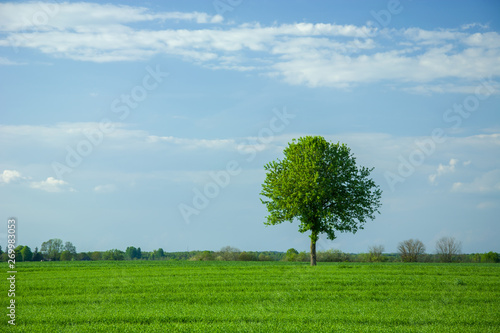 Green field and tree on the horizon