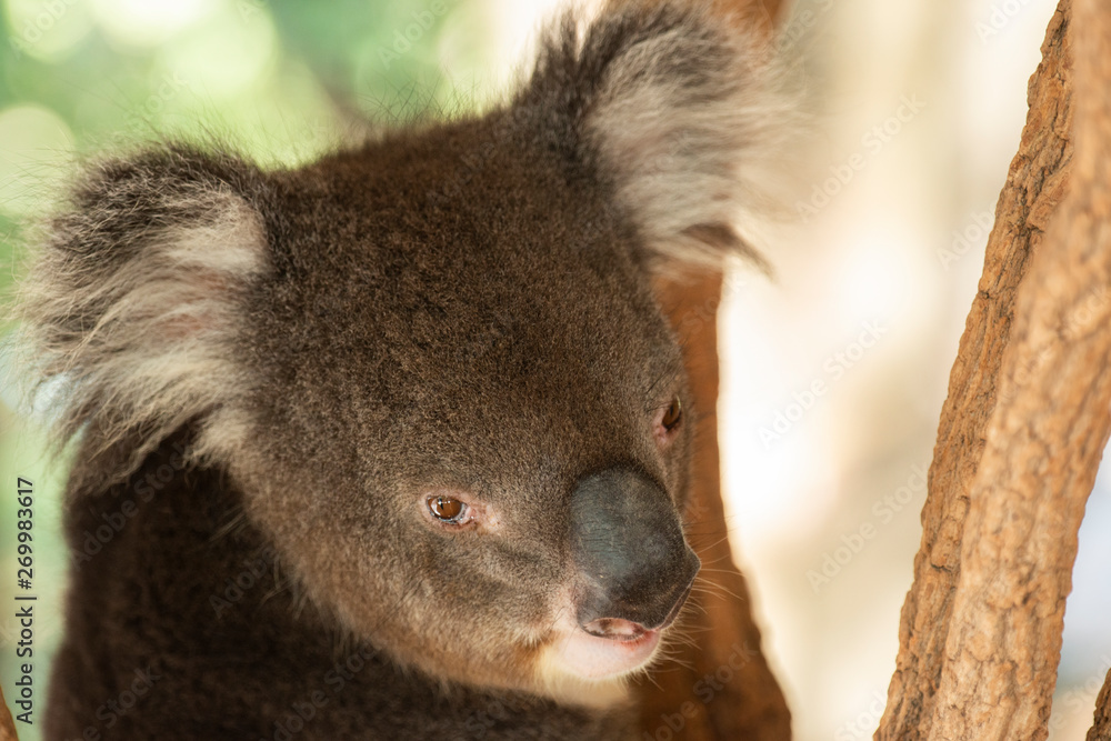 Fototapeta premium Cute Australian Koala resting during the day.