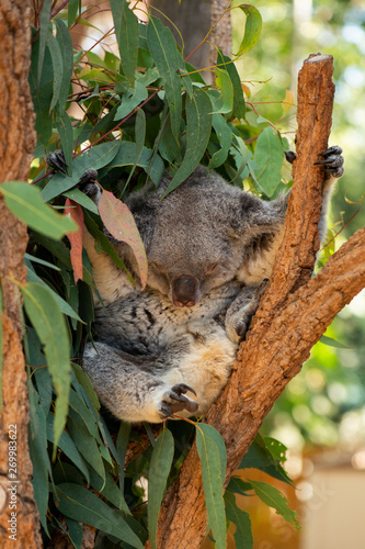 Photography Cute Australian Koala resting during the day.