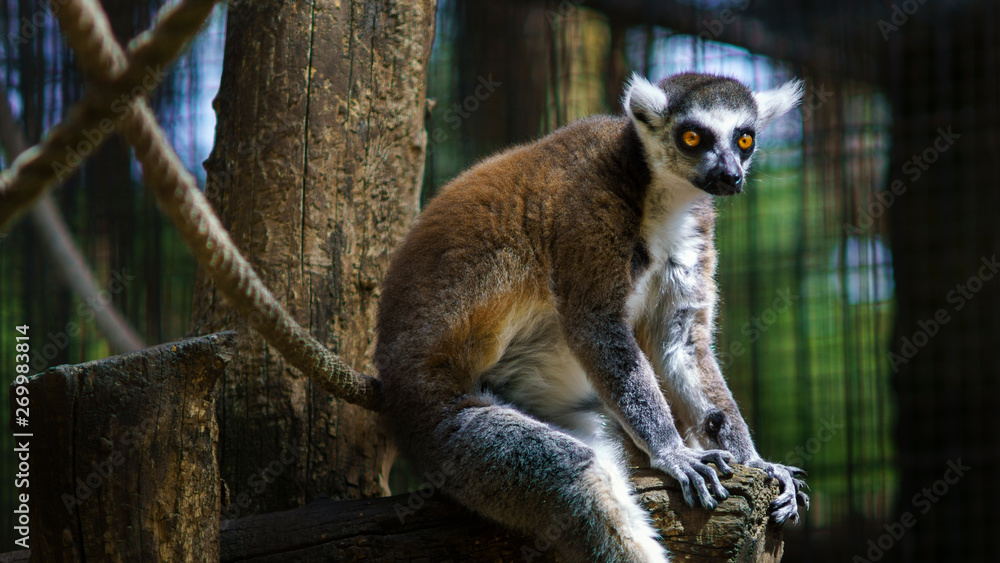 Fototapeta premium Lemur Sitting at Branch Zoo