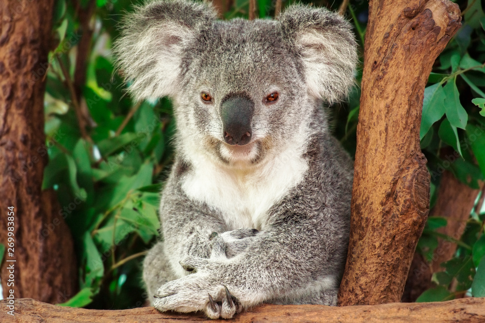 Obraz premium Cute Australian Koala resting during the day.