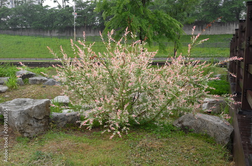 Wallpaper Mural Hakuro nishiki also known as Japanese dapple willow or Salix integra in a park on a rainy day Torontodigital.ca