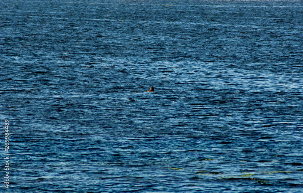 Fototapeta premium man swimming in the waves